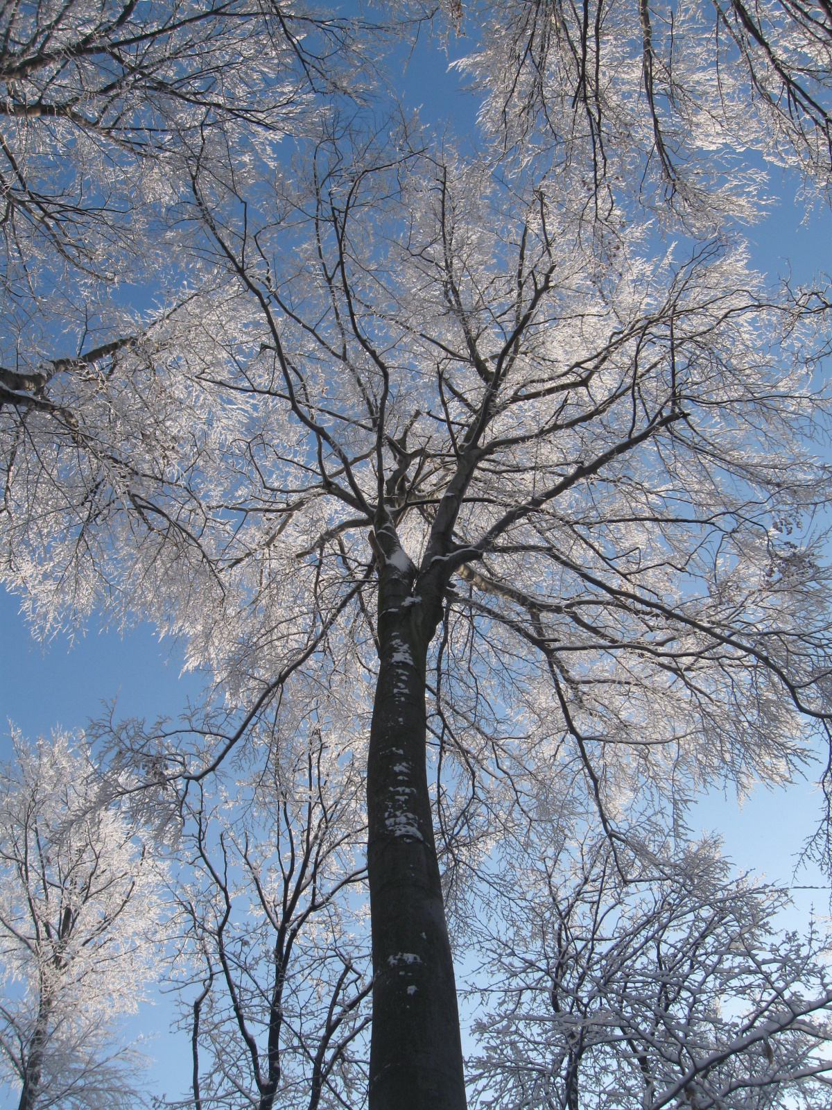 2013 01 19 árpádtető-állatkert 054