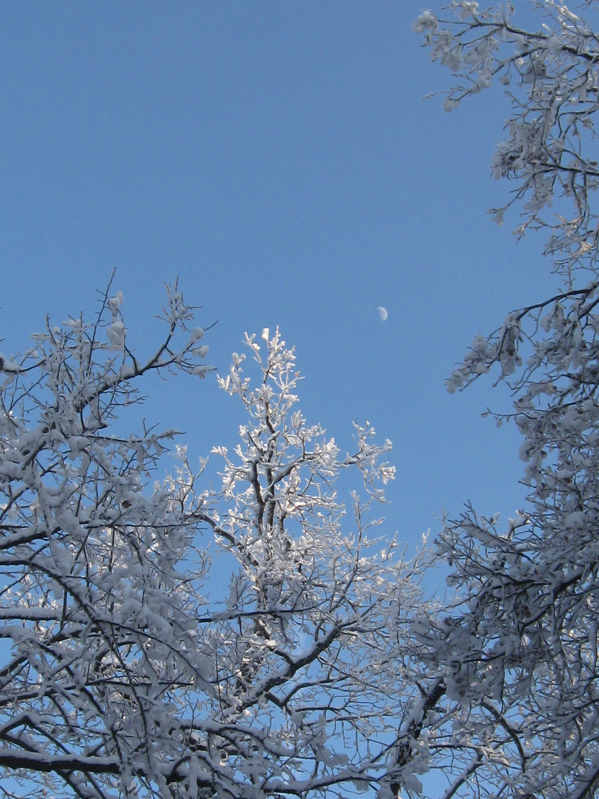 2013 01 19 árpádtető-állatkert 062