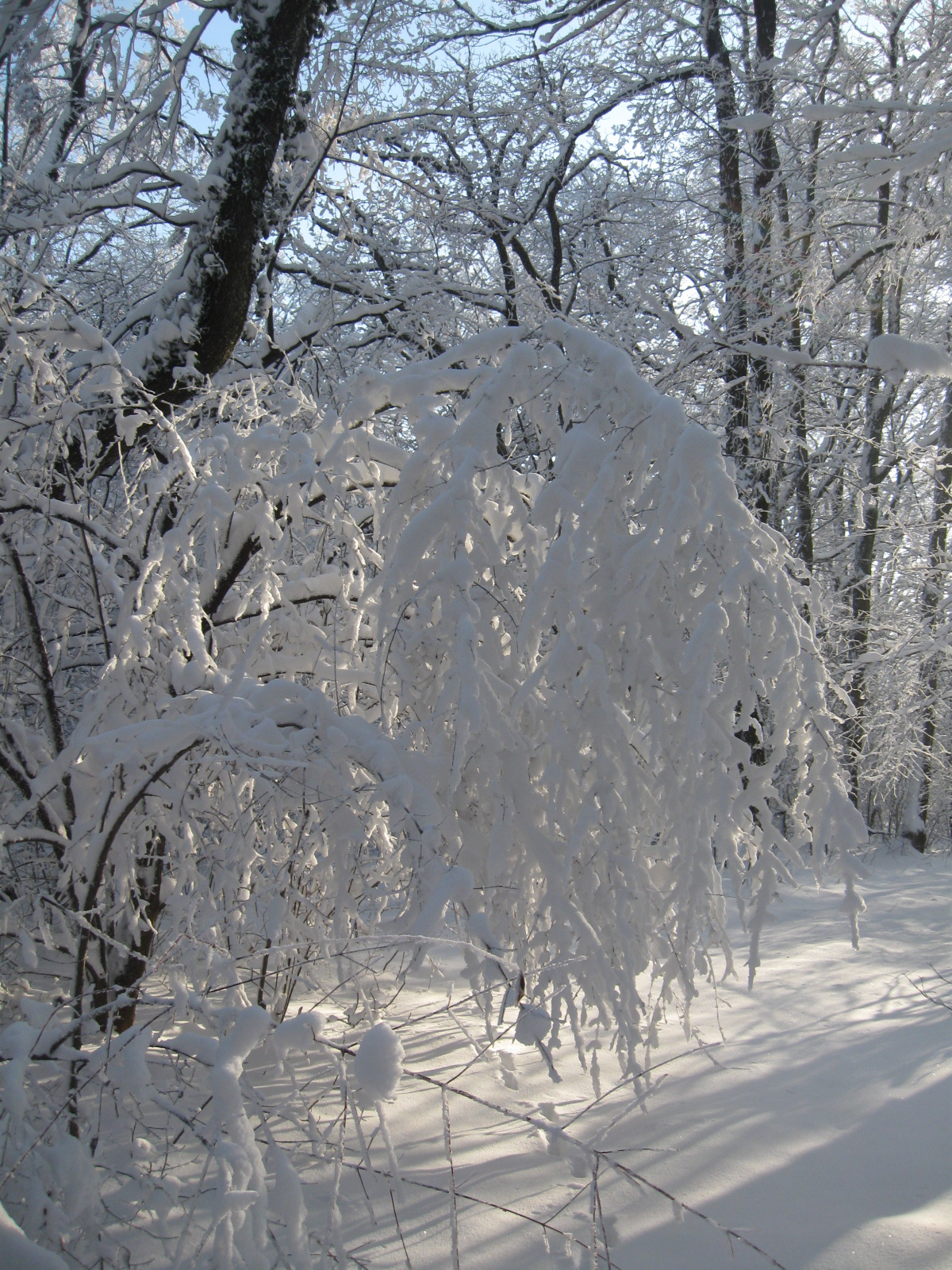 2013 01 19 árpádtető-állatkert 061