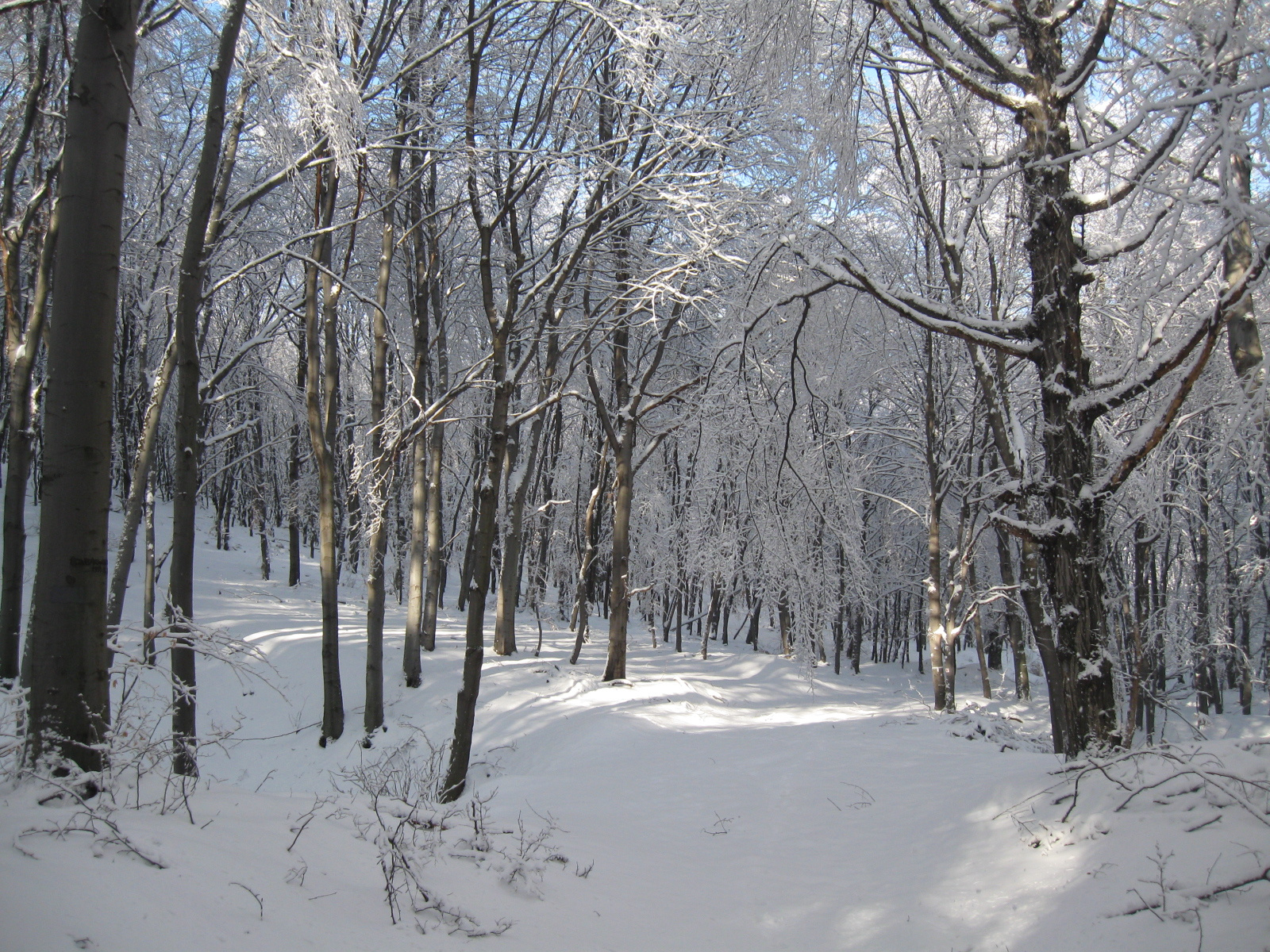 2013 01 19 árpádtető-állatkert 022