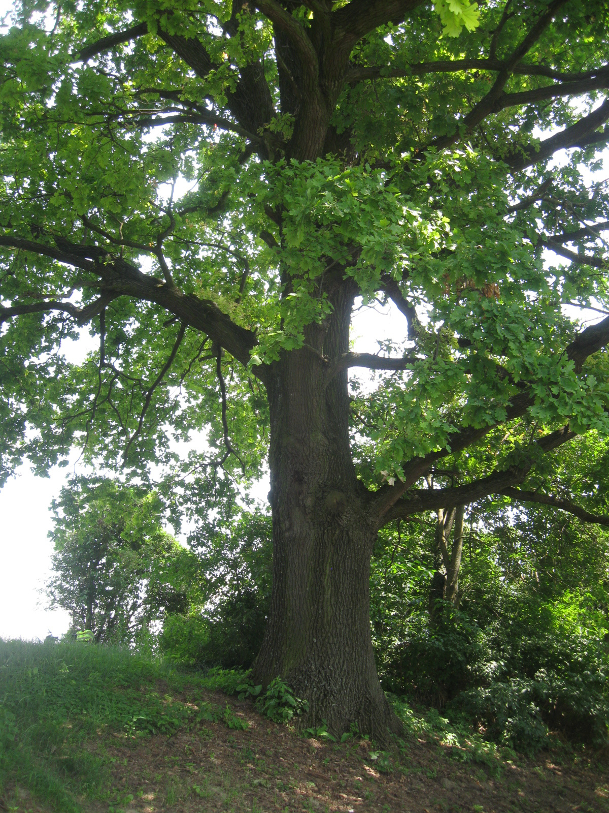 2013 07 13 Ormánság bicikli 051