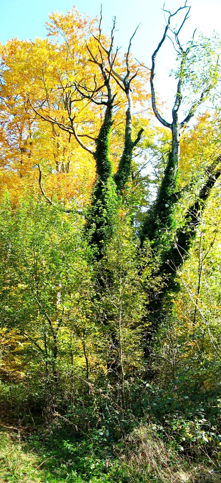 2010 10 23 Hosszúhetény -Szőlő 0241