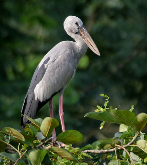 Asian Openbill (Anastomus oscitans) in Kolkata I IMG 0495