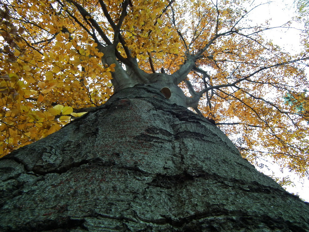 Őszi fa