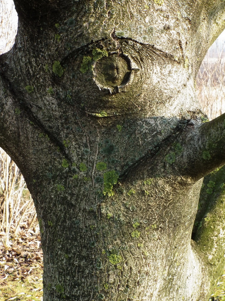 Küklopsz fa