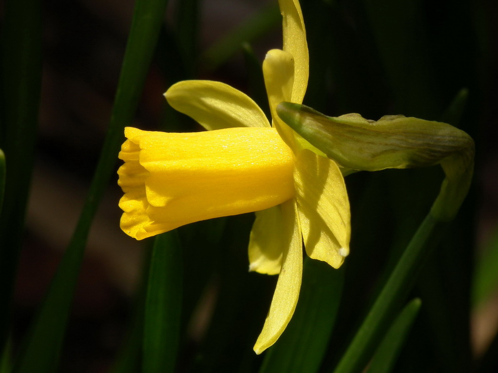 Tavaszi sárga