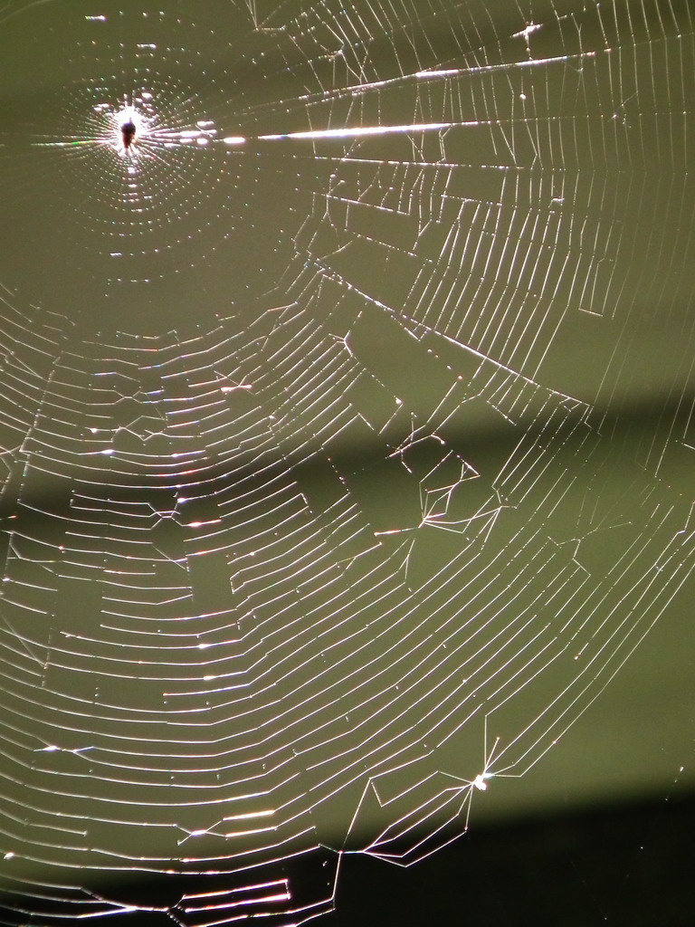Pók-web