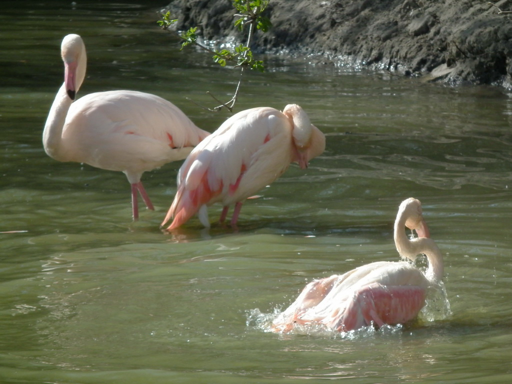 Flamingó wellness