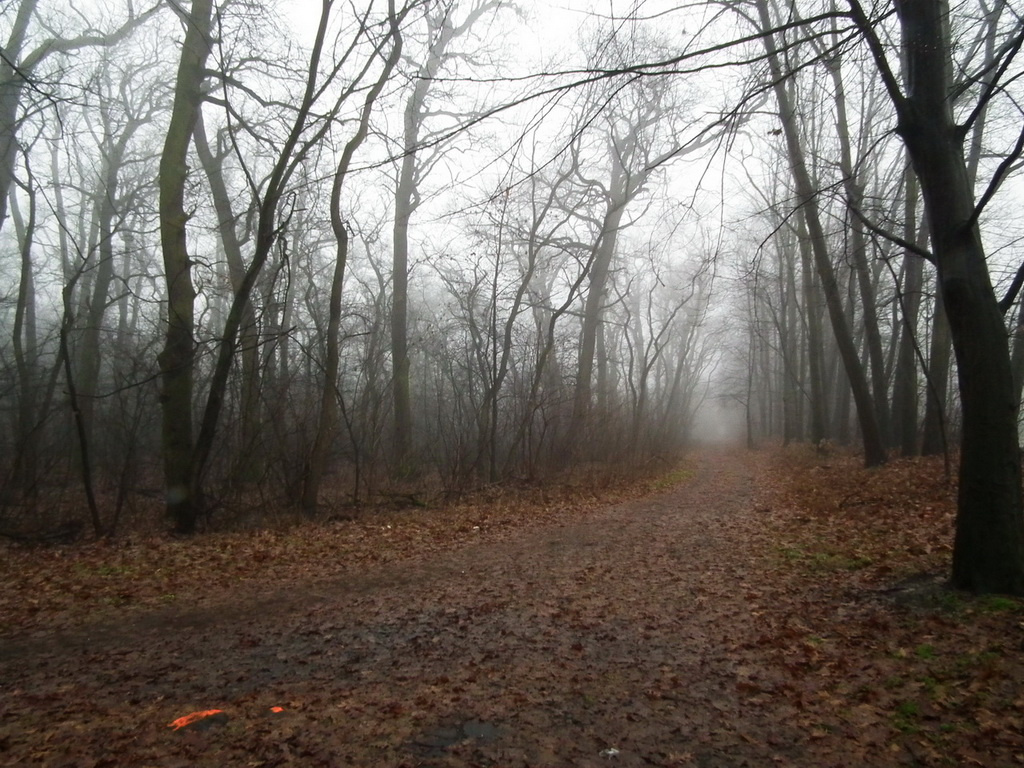 Ködös erdő 4