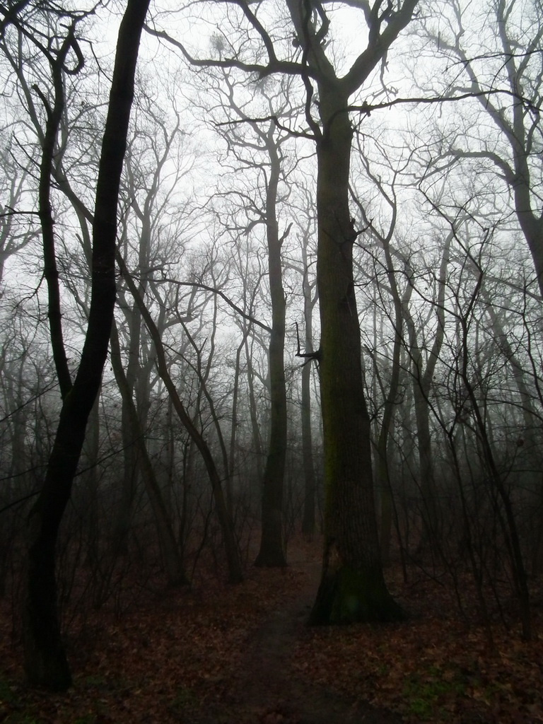 Ködös erdő 3