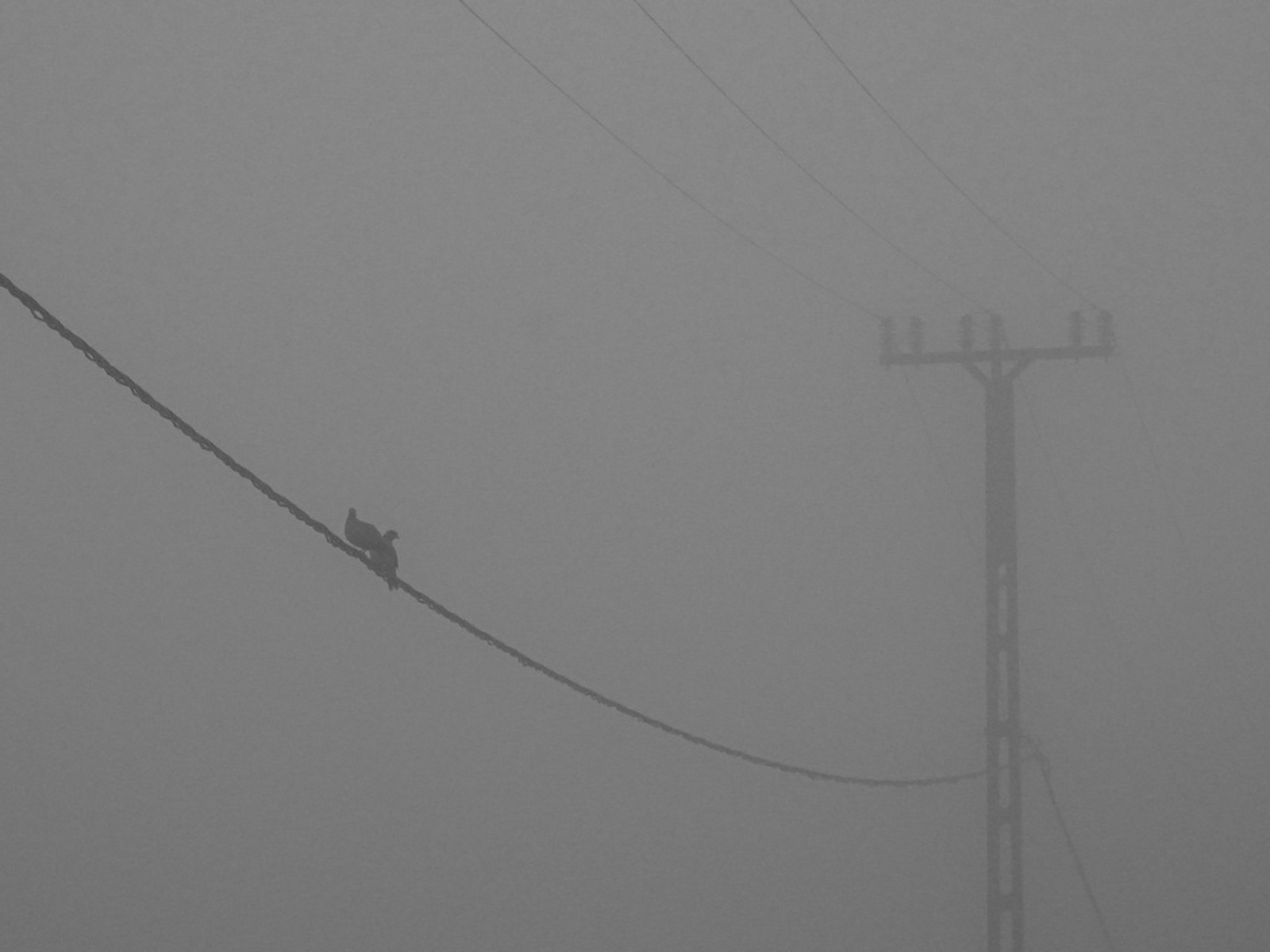 Nyári ködben