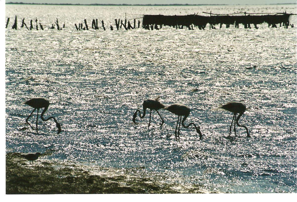 flamingók (Camargue)