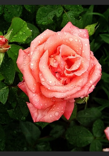 Nyíló rózsám