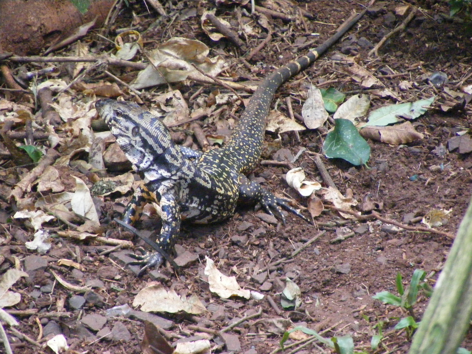 2010 0126Argentína0181