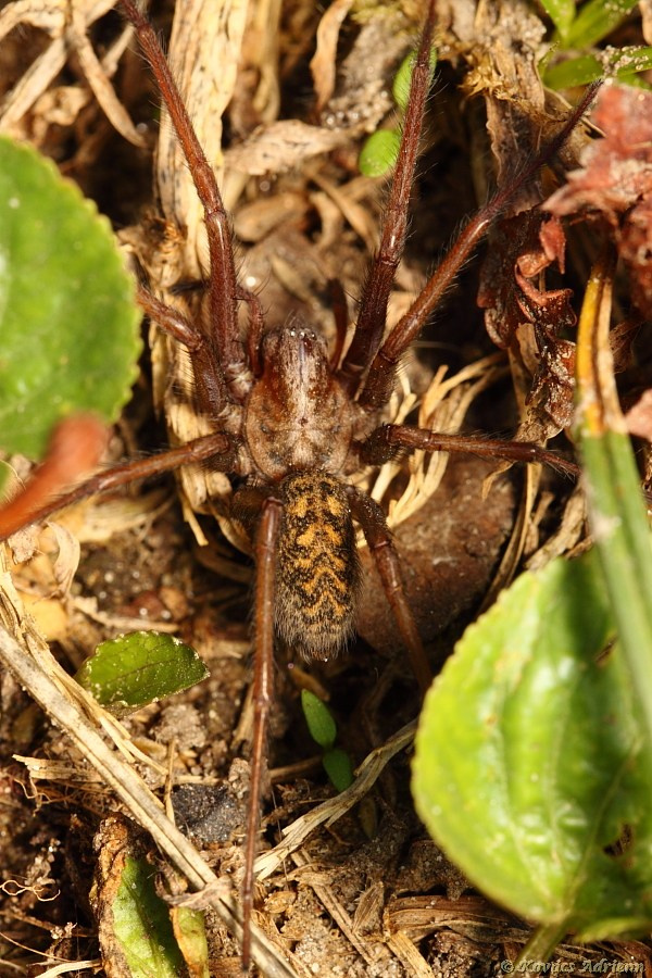 Zugpók (Tegenaria domestica)1