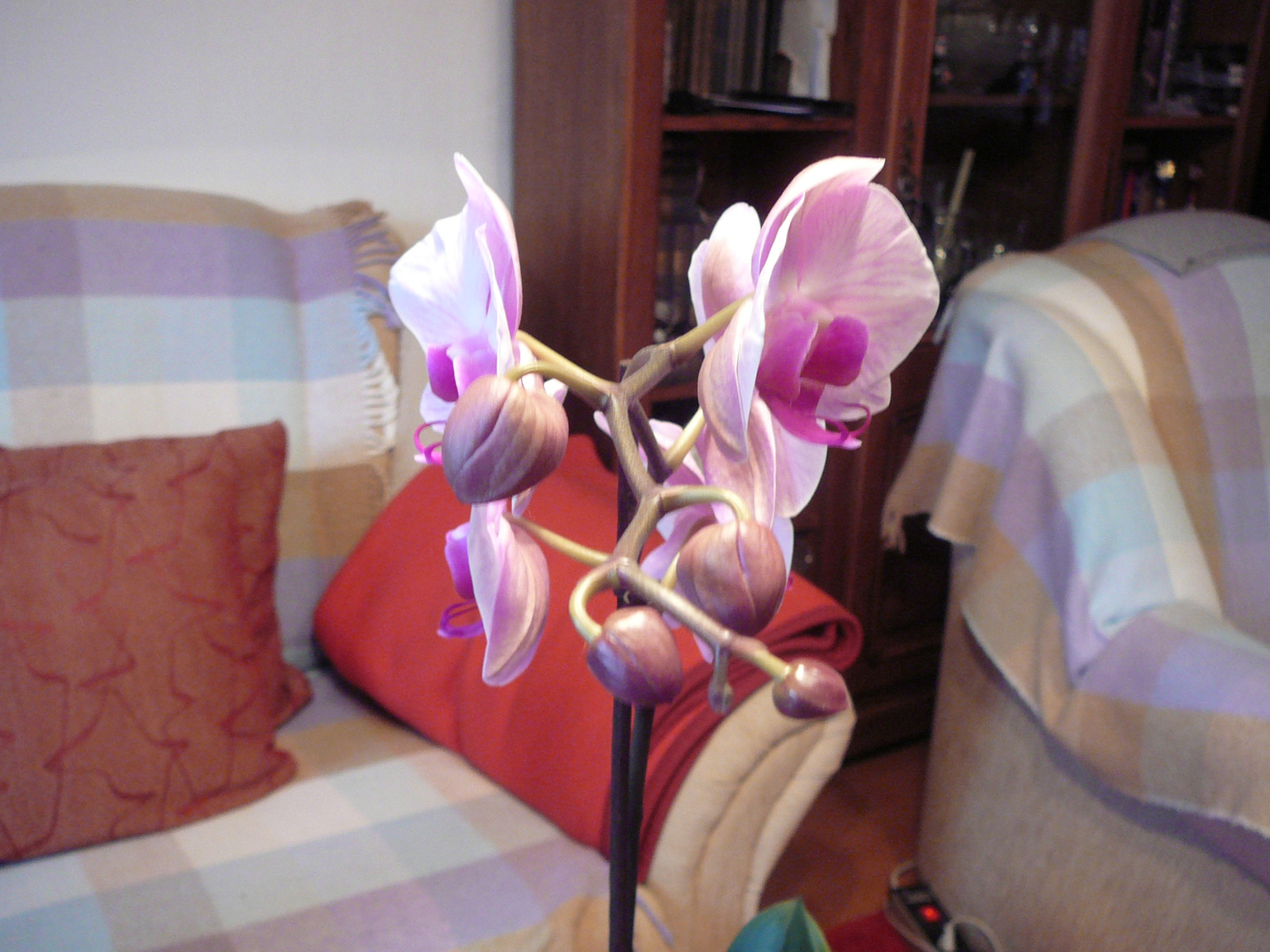 orchidea 020