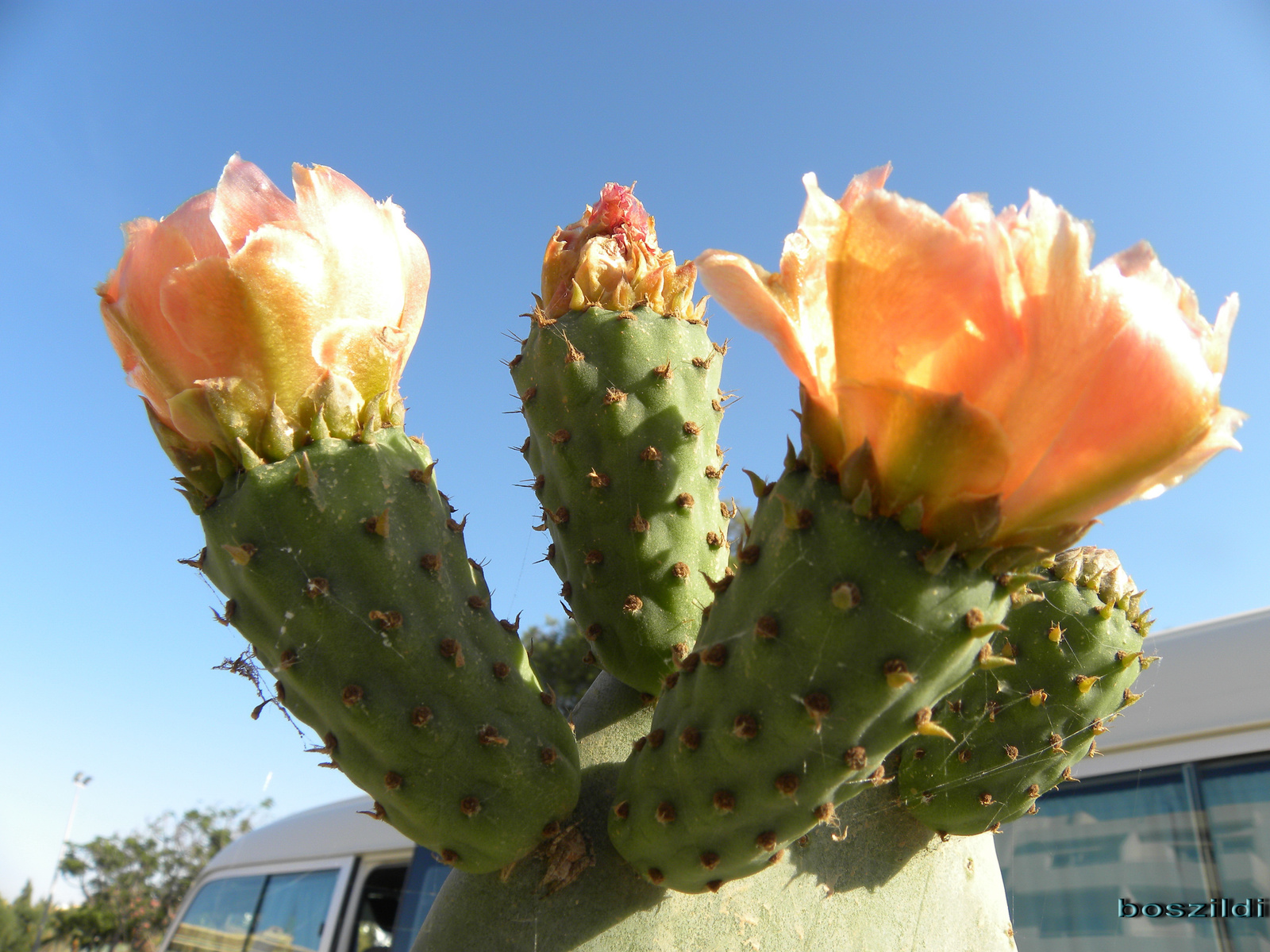 DSCN7014 kaktusz virága