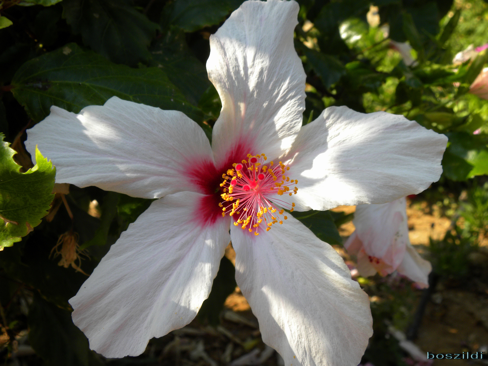 DSCN1542 hibiszkusz