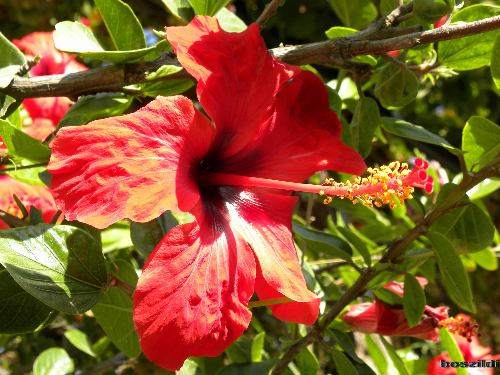 DSCN5413 hibiszkusz