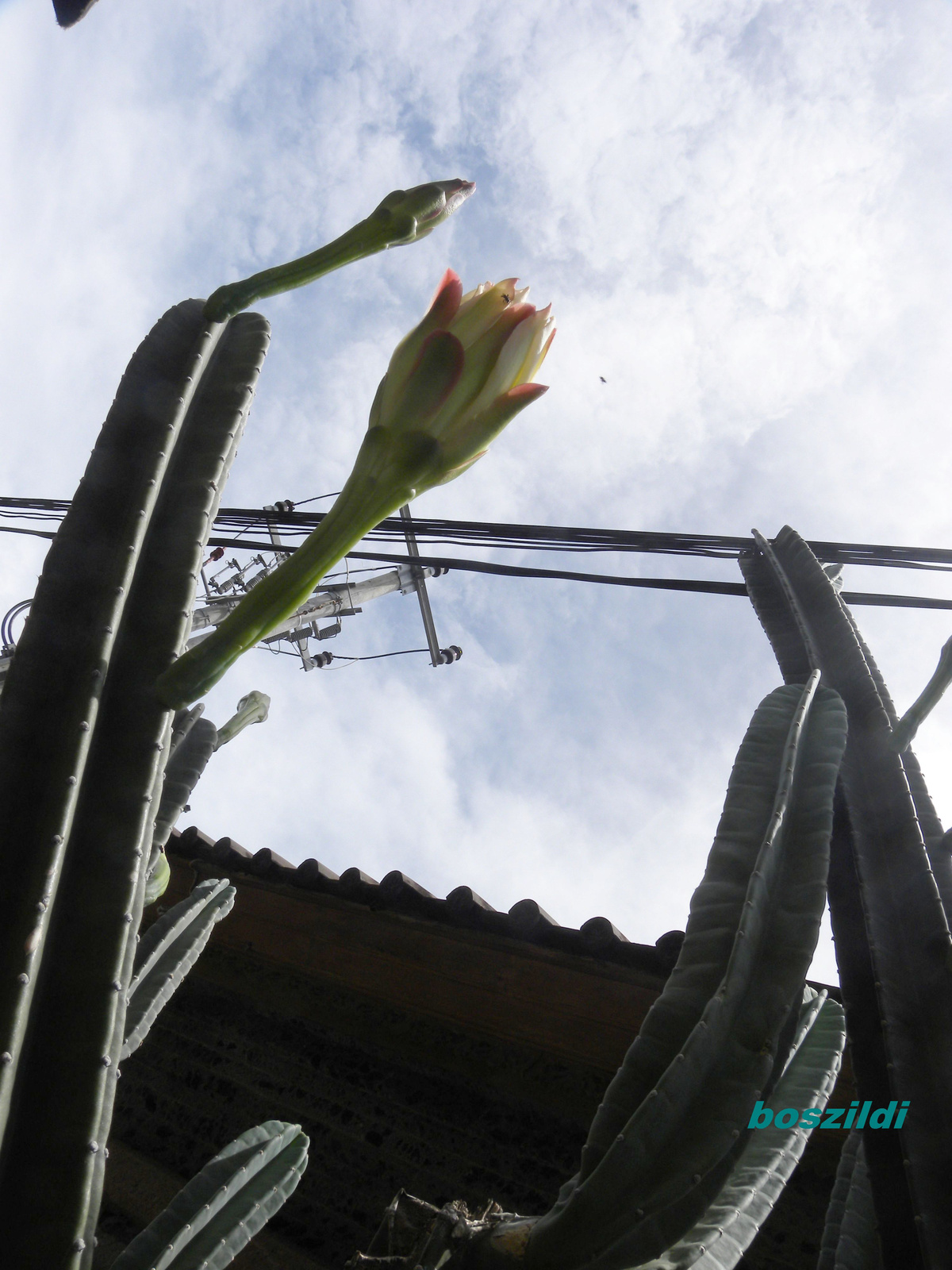 DSCN3344 égigérő kaktusz