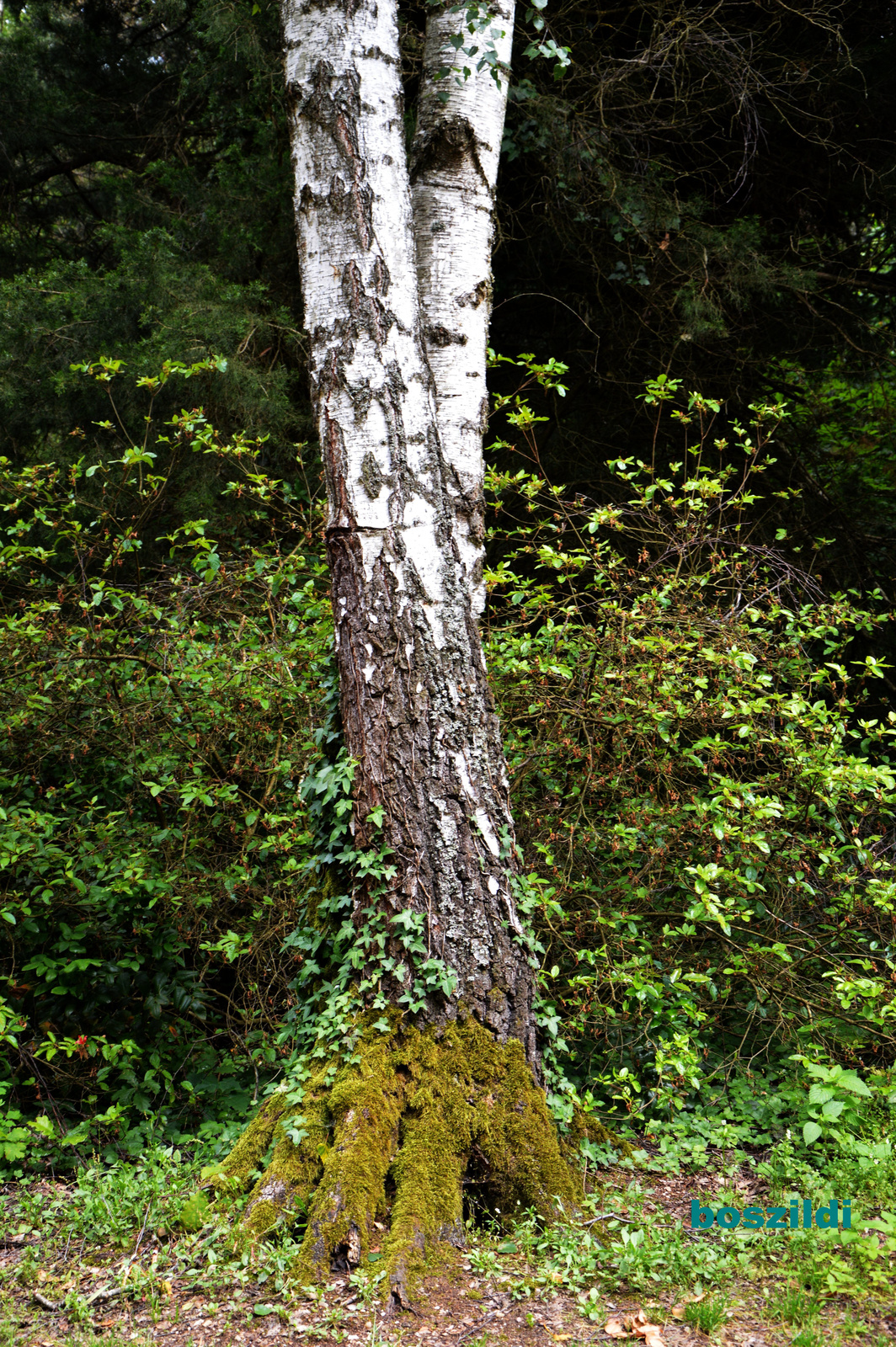 DSC 7051 zöld lábtyű