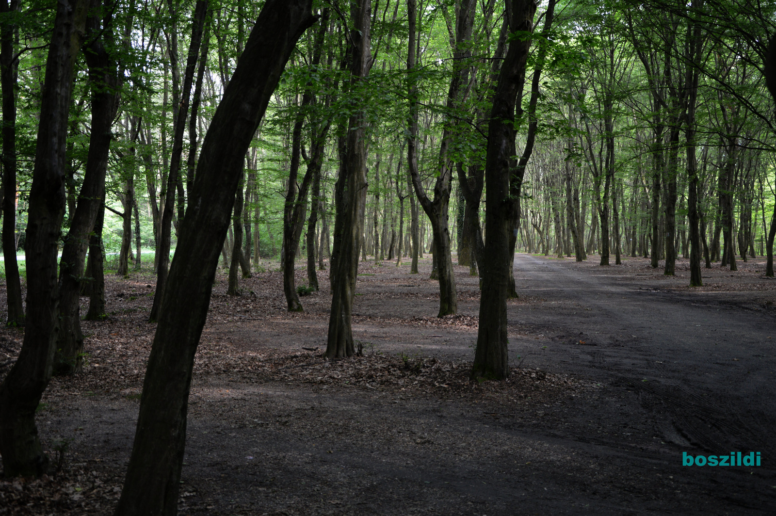 DSC 7189 Jeli arborétum