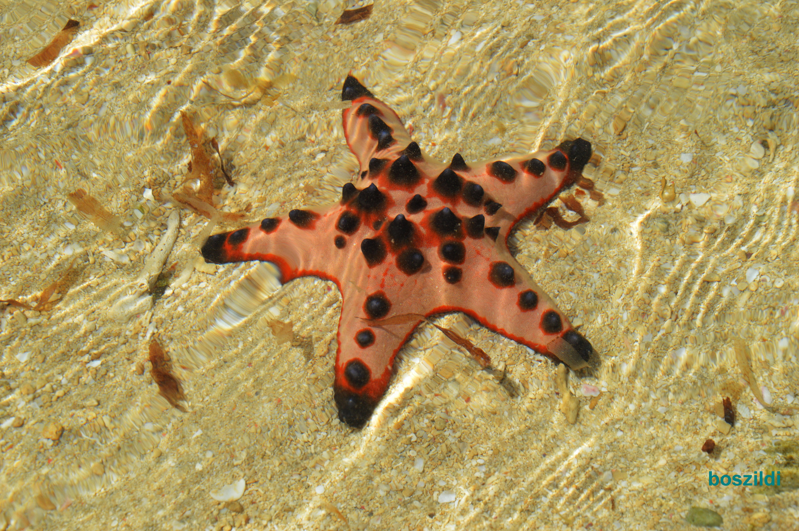 Starfish sziget csillaga