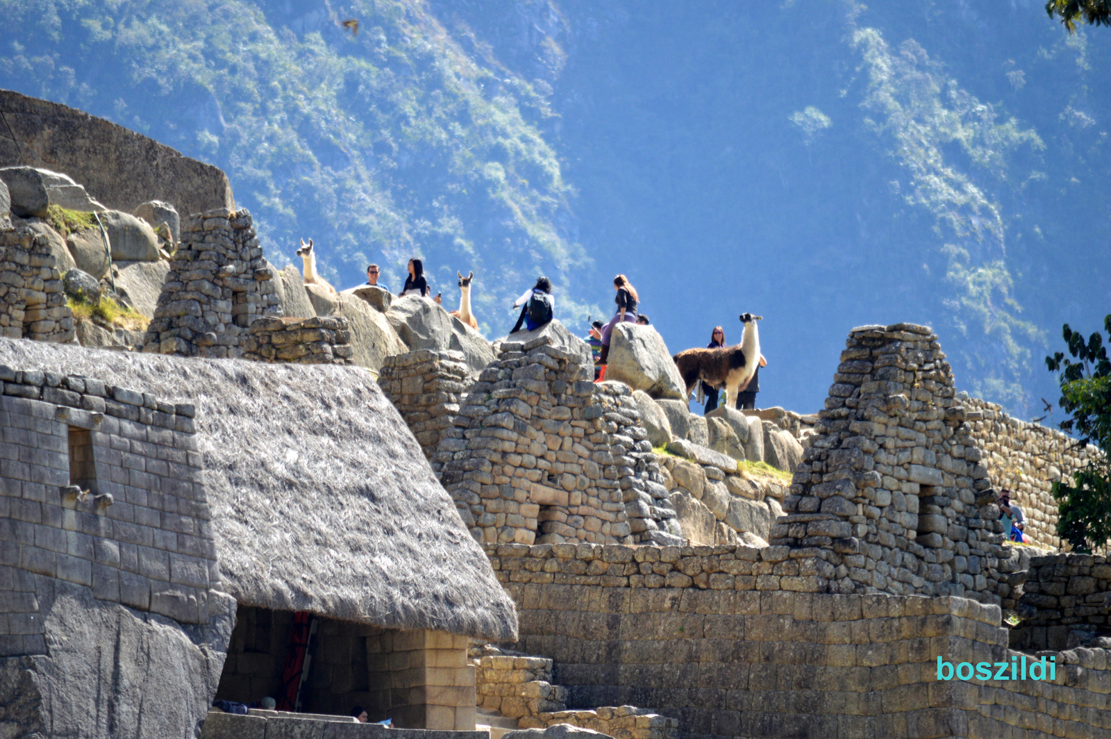 DSC 9870 Machu Picchu