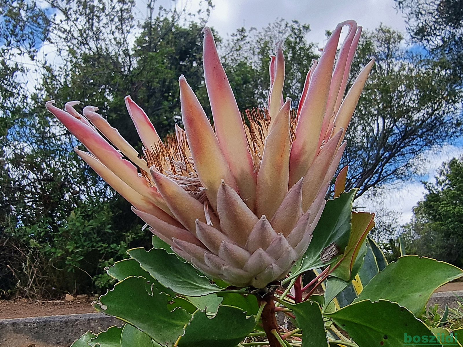 38 Protea