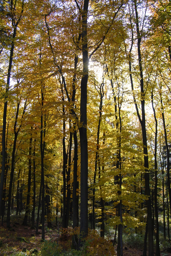 20111027 Thüringer Wald 012