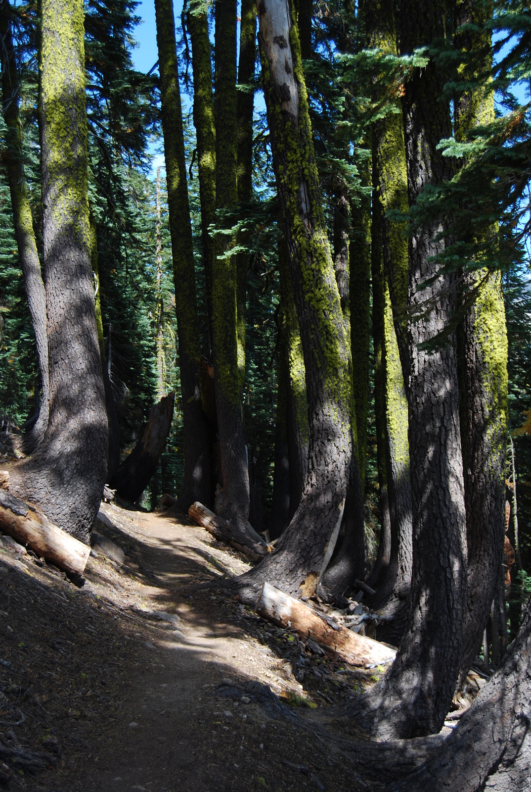 US12 0918 047 Lassen NP, CA