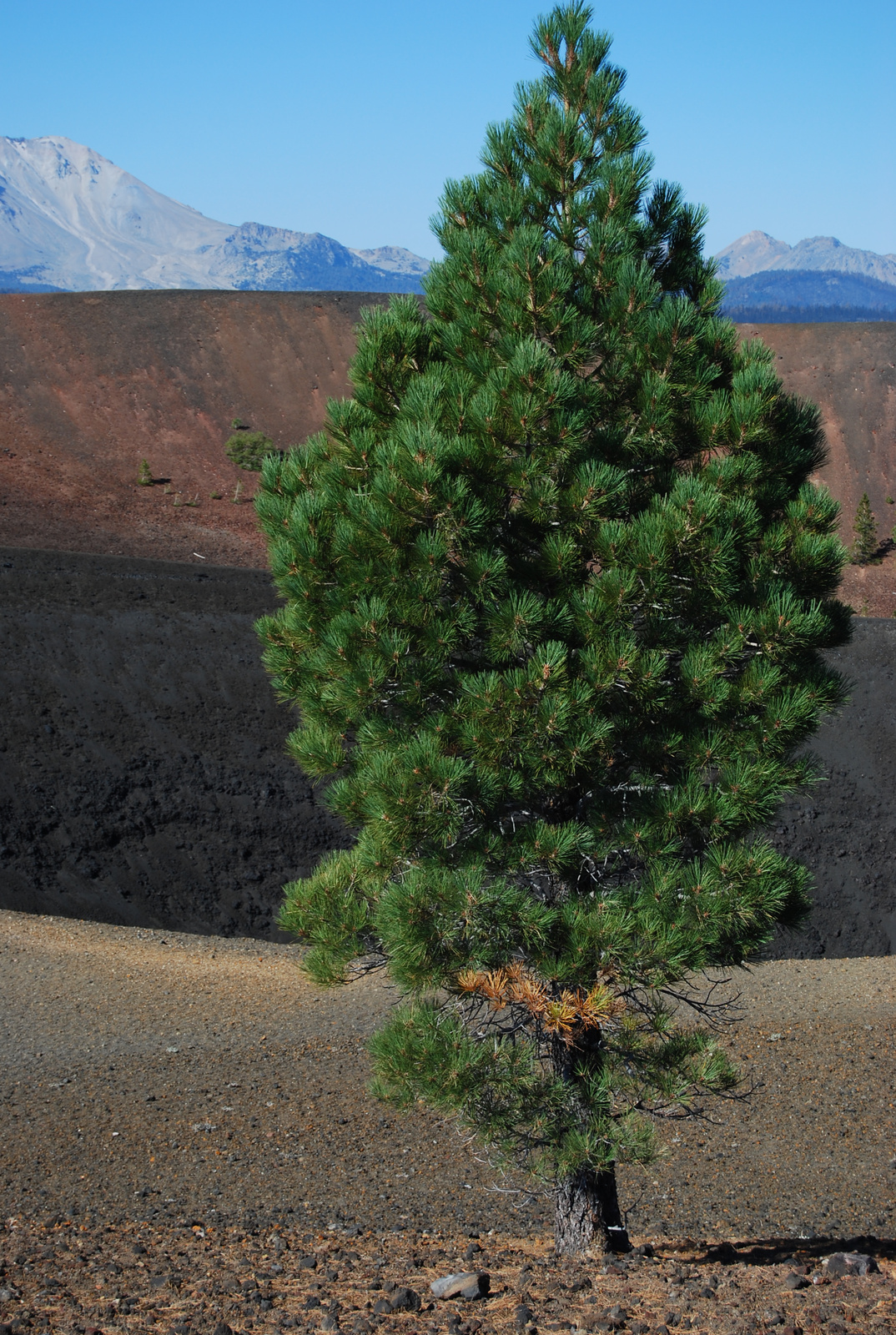 US12 0919 014 Cinder Cone, Lassen NP, CA