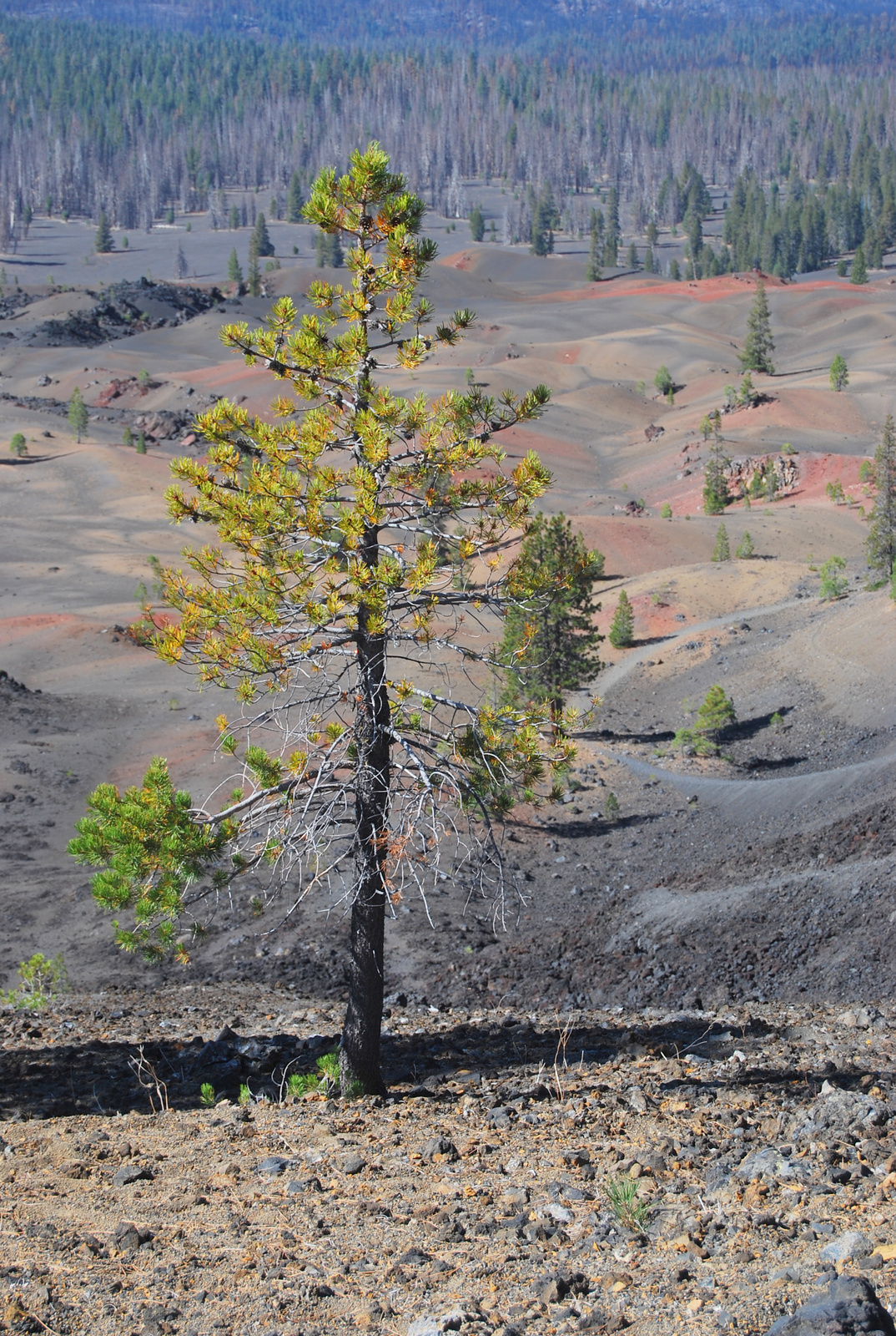 US12 0919 032 Painted Dunes, Lassen NP, CA