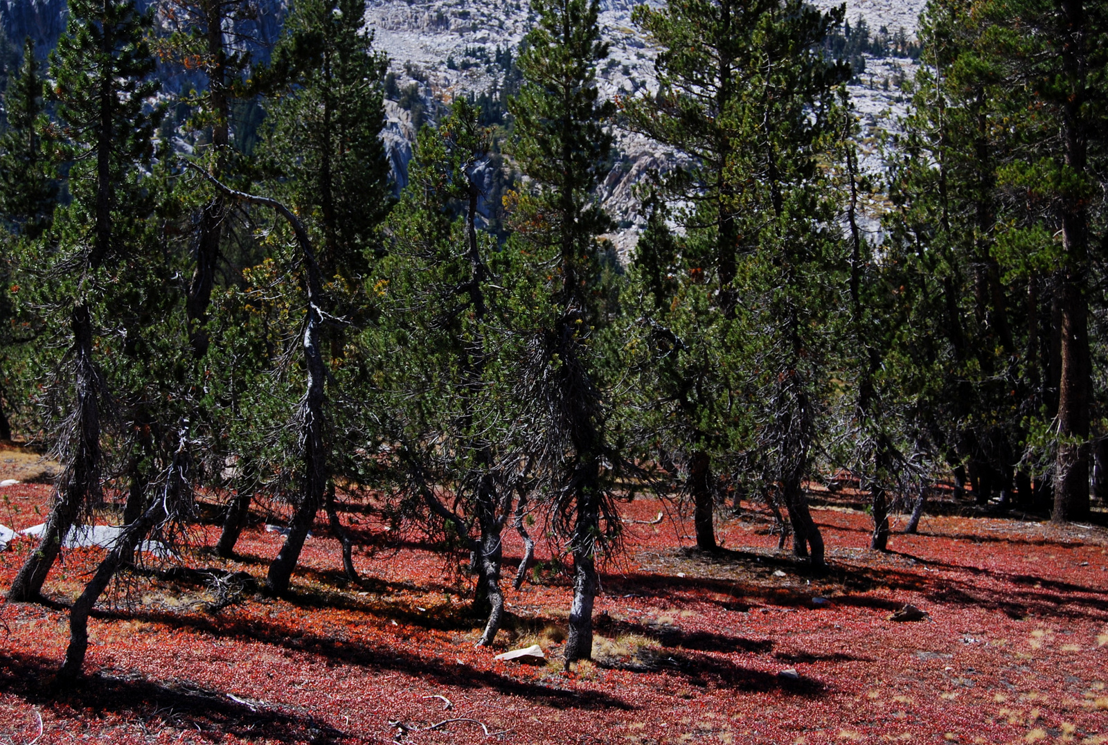 US12 0924 032 Tuolumne Meadows, Yosemite NP, CA