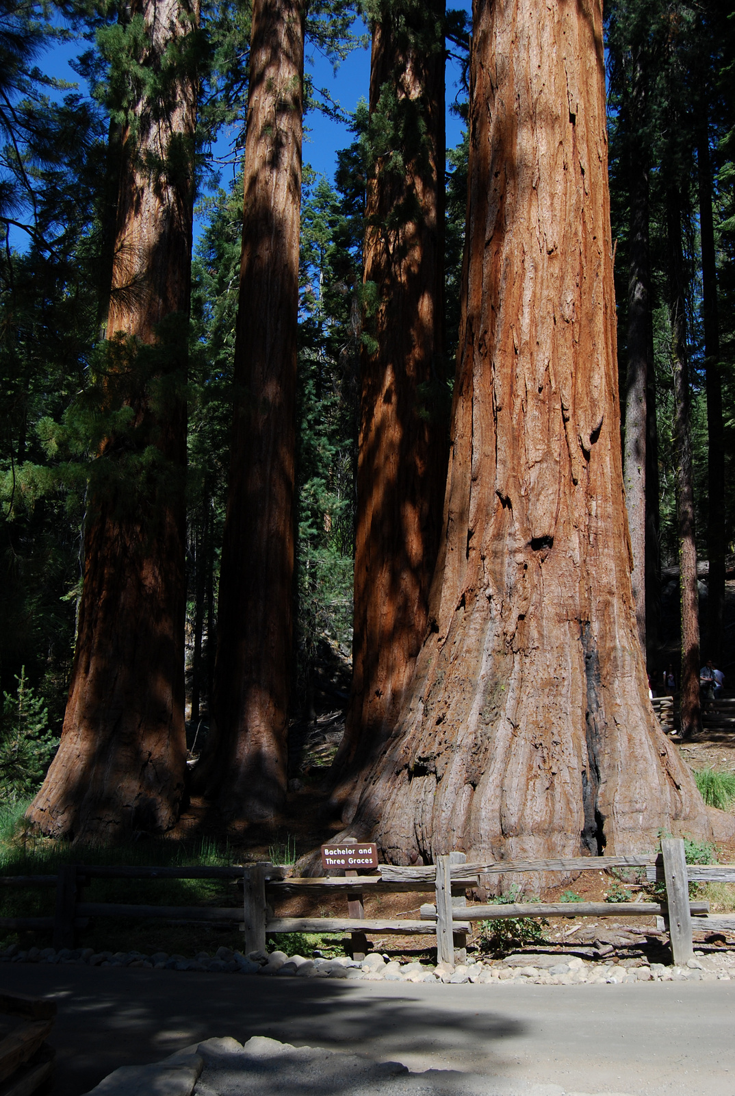 US12 0927 003 Mariposa Grove, Yosemite NP, CA