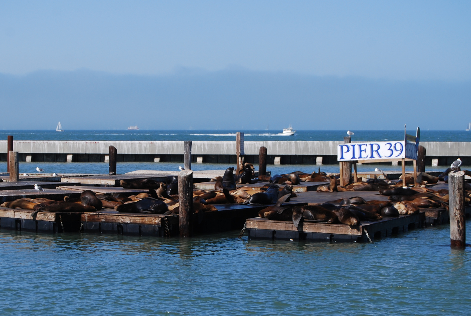 US12 0929 033 Pier 39, San Francisco, CA