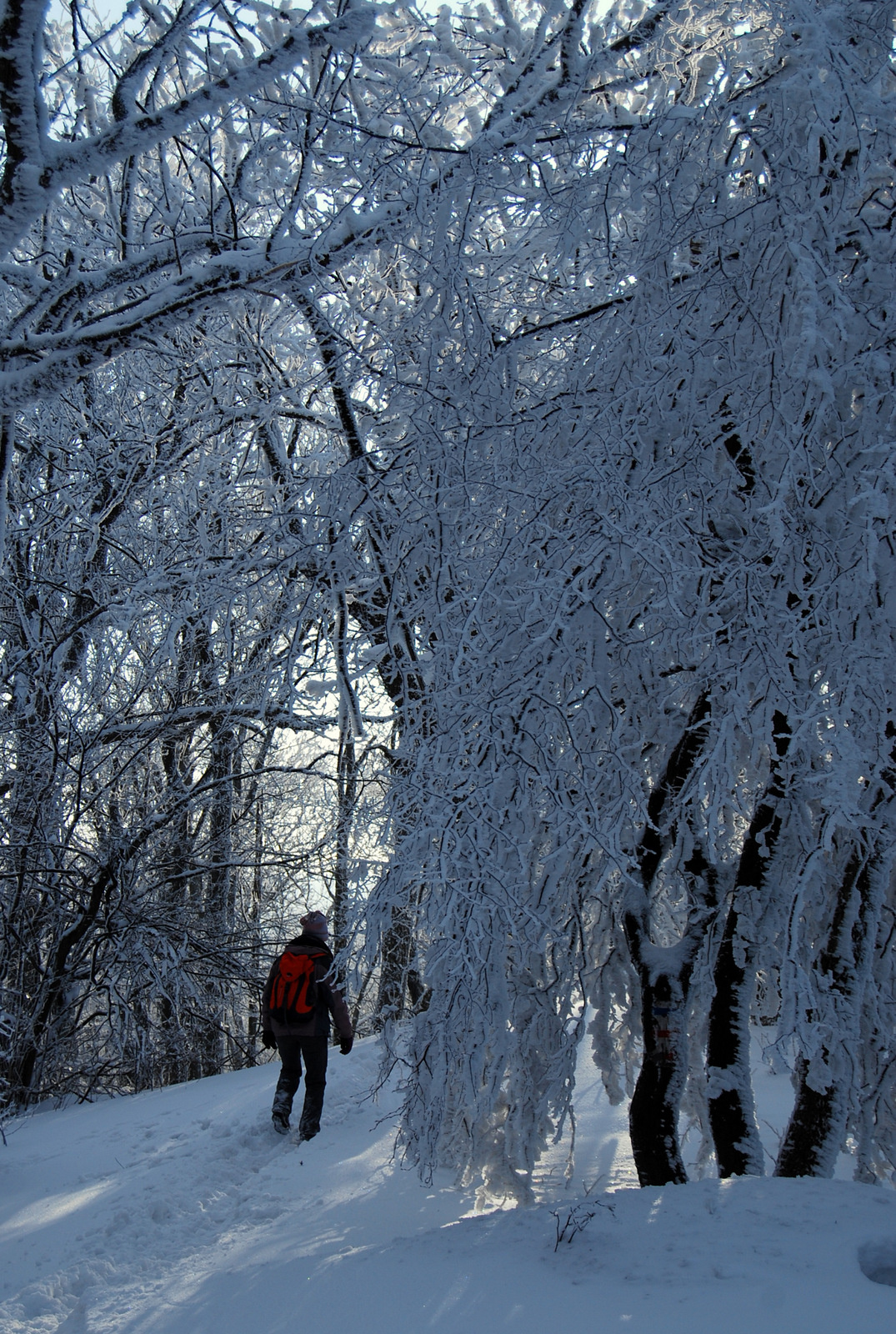 20130119 Börzsöny 099