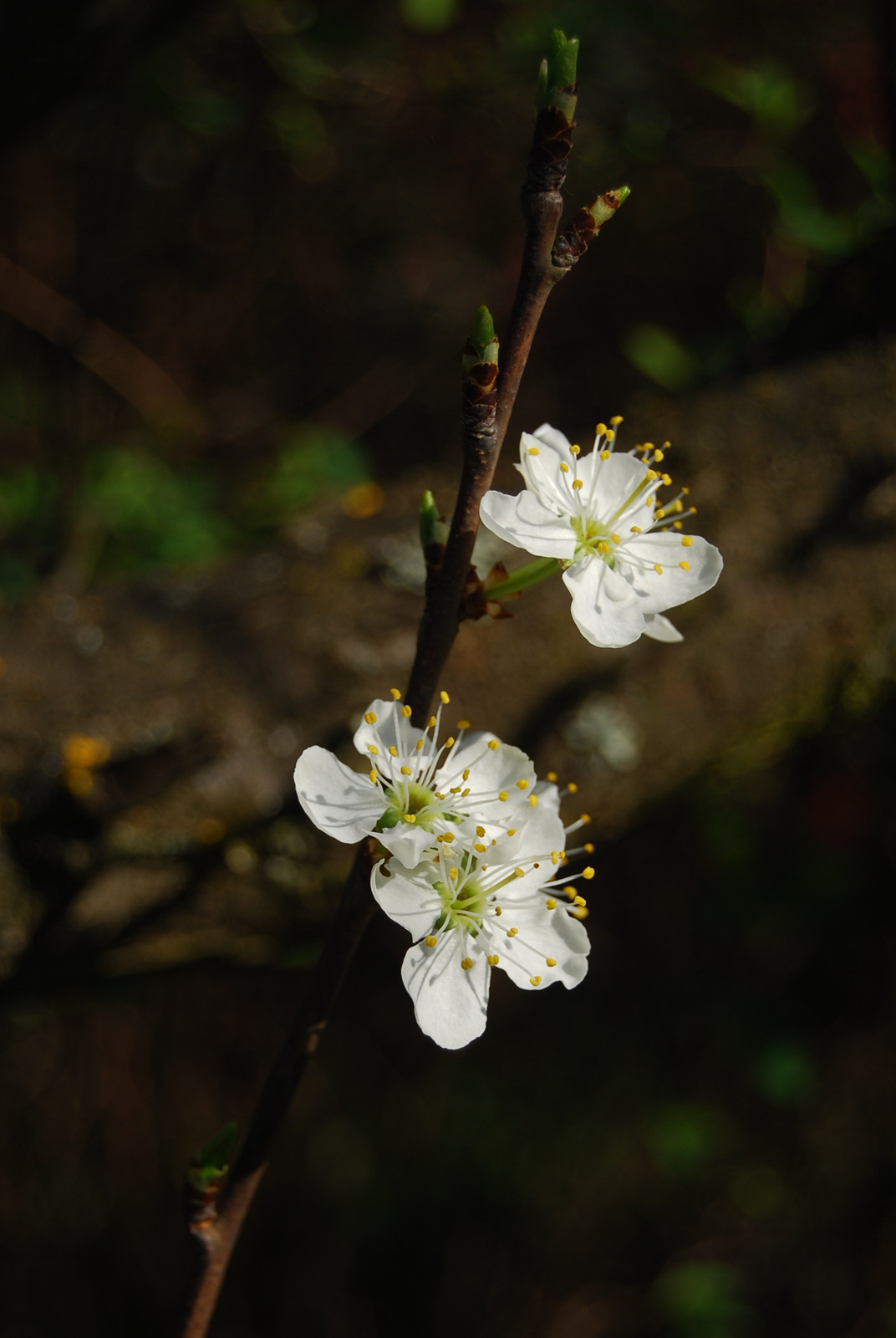 20130419 006 Gyula