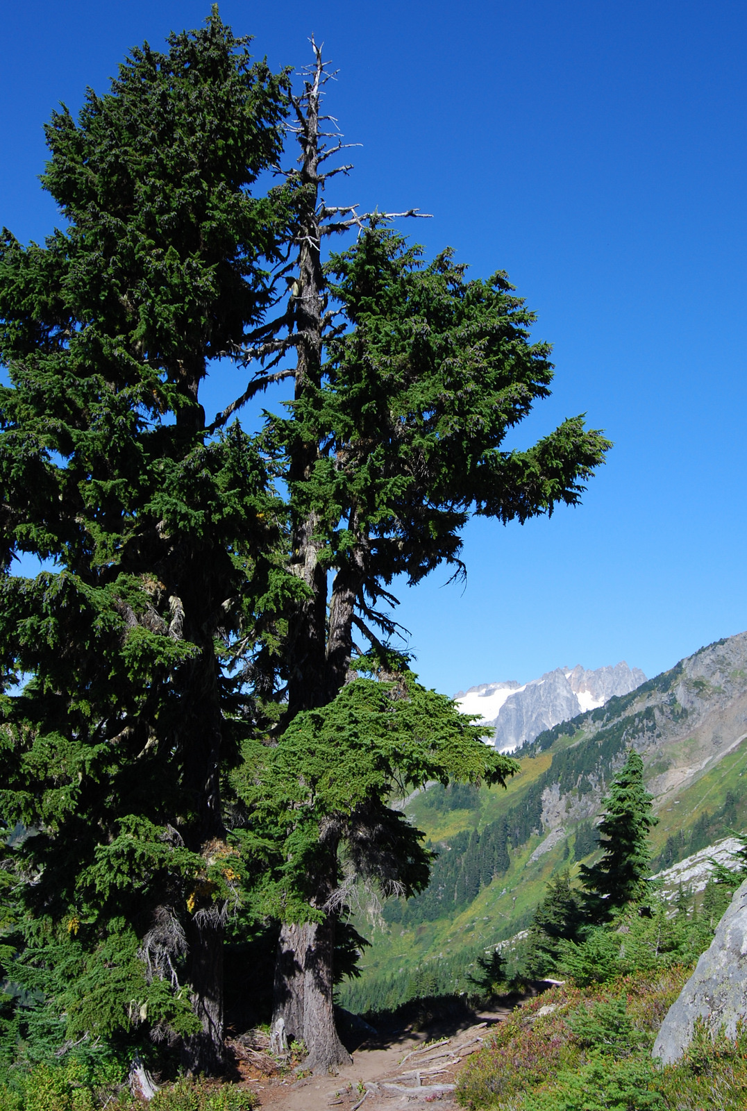 US13 0913 071 Hidden Lake Trail, North Cascades NP, WA