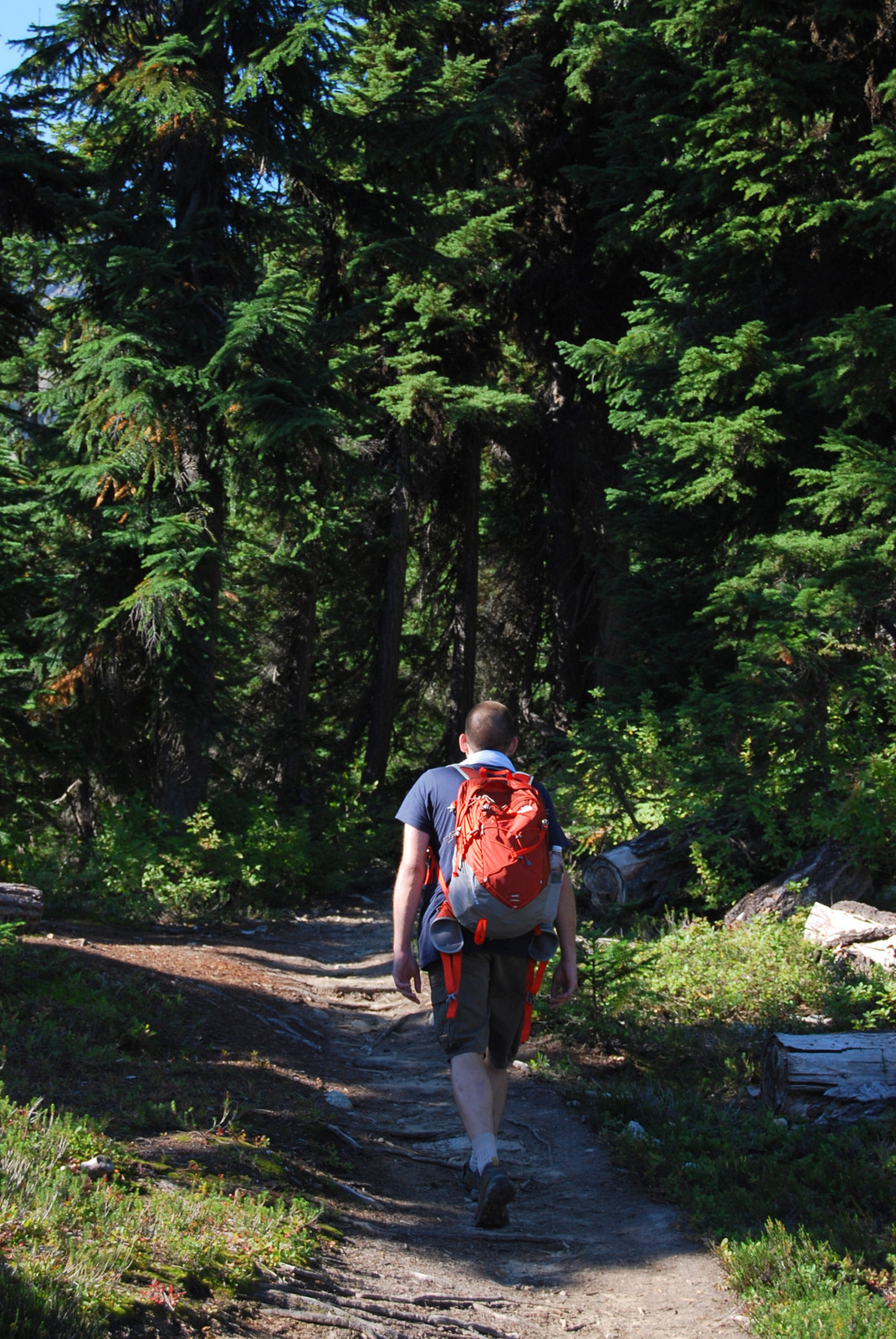 US13 0914 009 Maple Loop Trail, North Cascades NP, WA