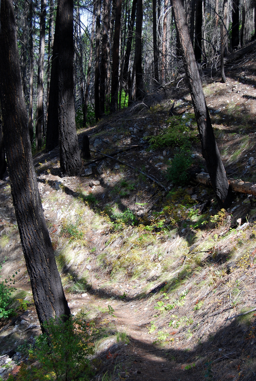 US13 0918 021 Lakeshore Trail, Stehekin, WA