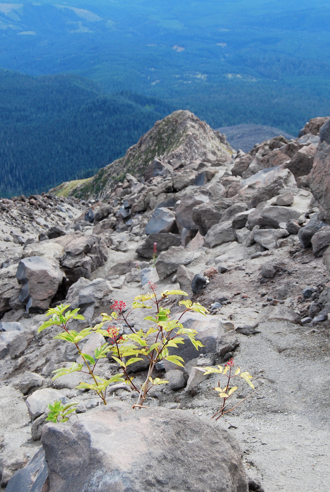 US13 0920 055 Monitor Ridge Trail, Mt.St.Helens NVM, WA