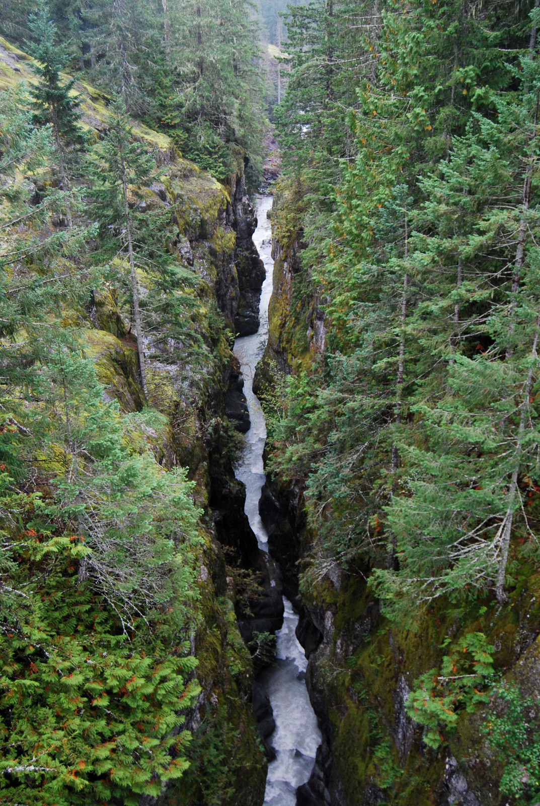 US13 0922 019 Mt.Rainier NP, WA