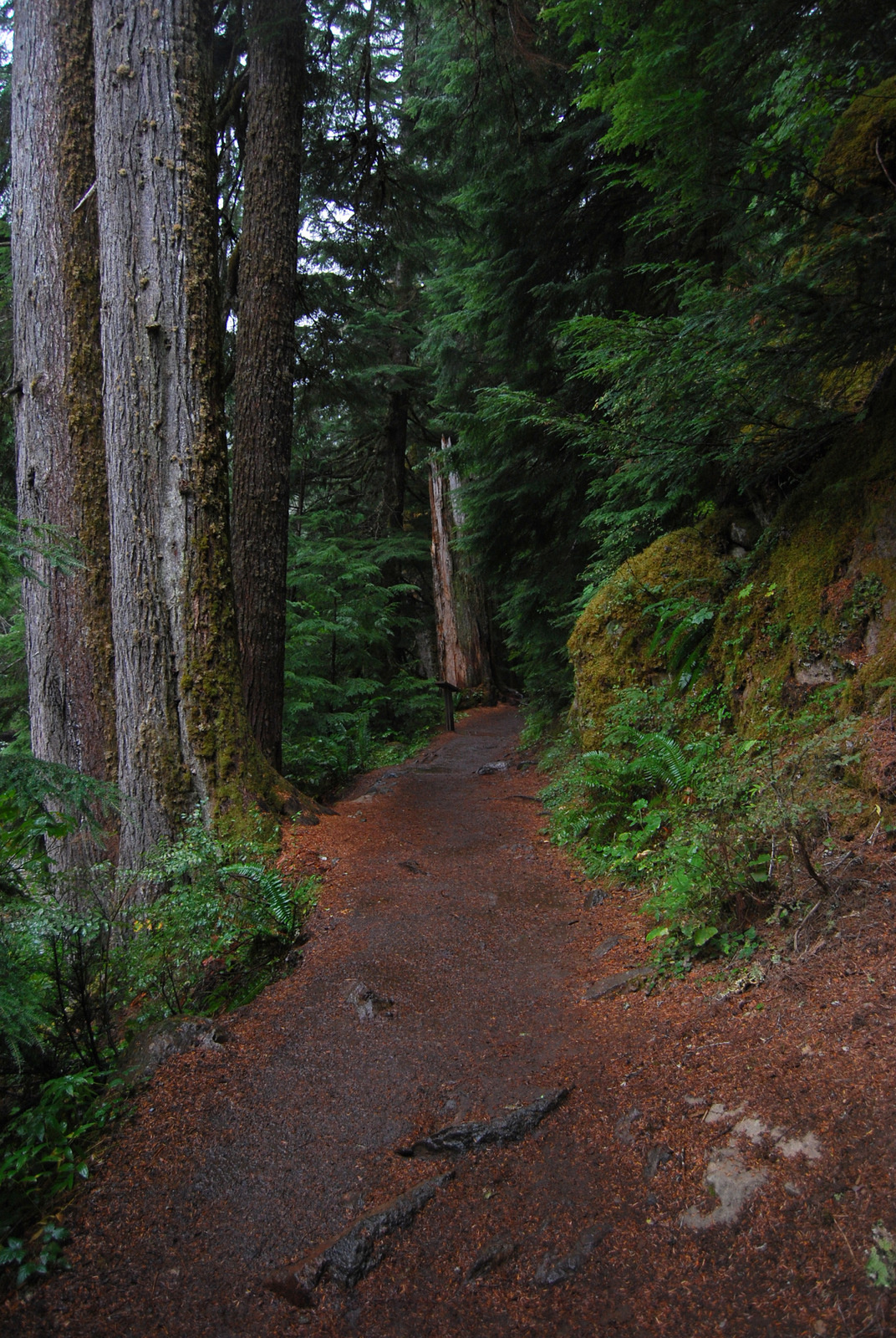 US13 0922 025 Mt.Rainier NP, WA