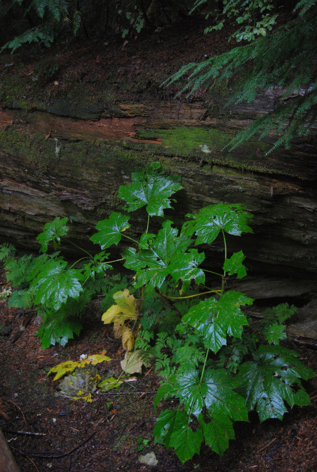 US13 0922 029 Mt.Rainier NP, WA