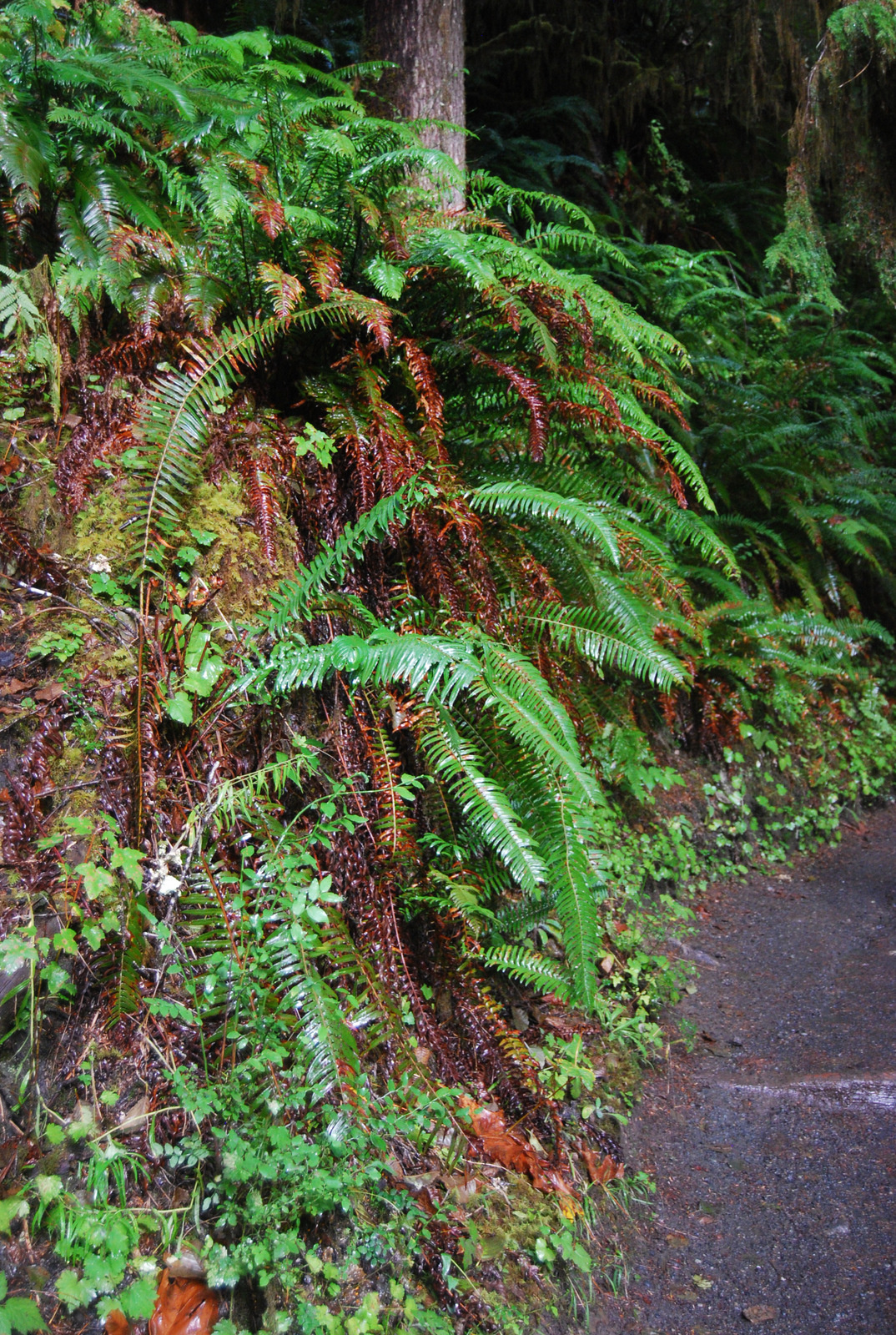 US13 0923 027 Hoh Rain Forest, Olympic NP, WA