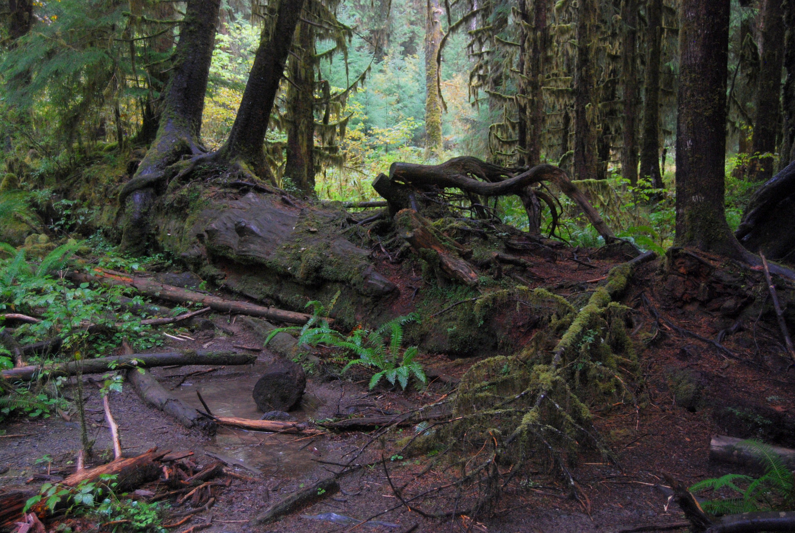 US13 0923 035 Hoh Rain Forest, Olympic NP, WA