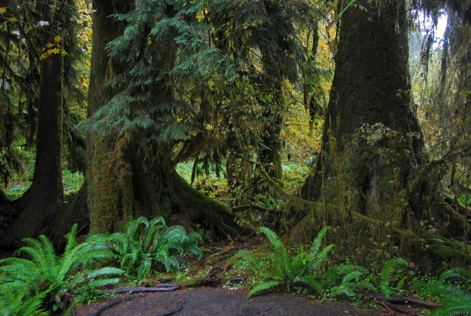 US13 0923 049 Hoh Rain Forest, Olympic NP, WA