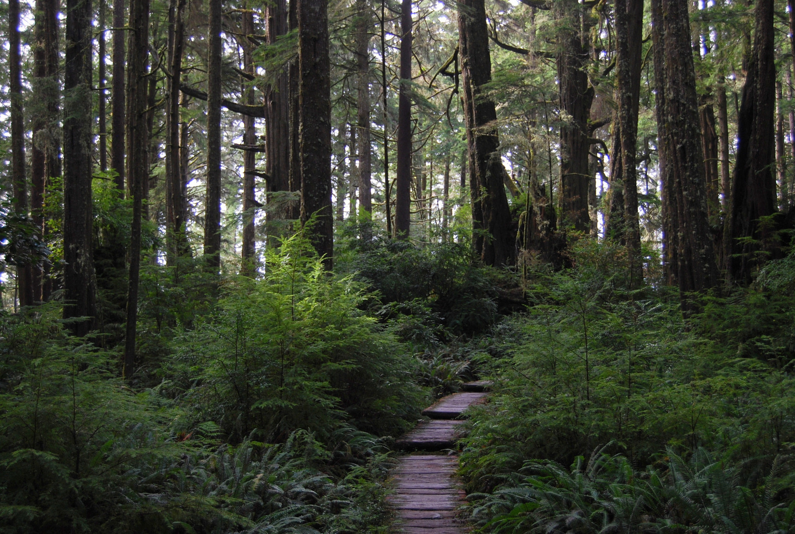 US13 0924 012 Cape Alava Trail, Olympic NP, WA