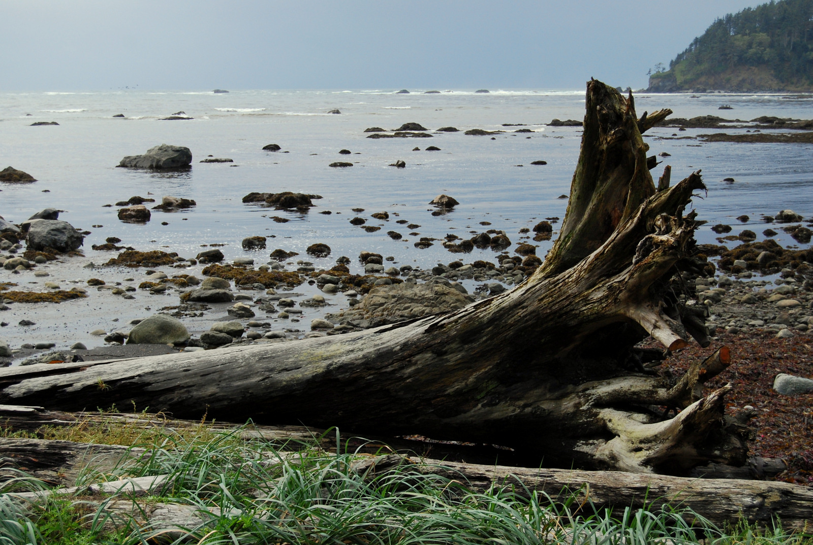 US13 0924 017 Pacific Coast Trail, Olympic NP, WA